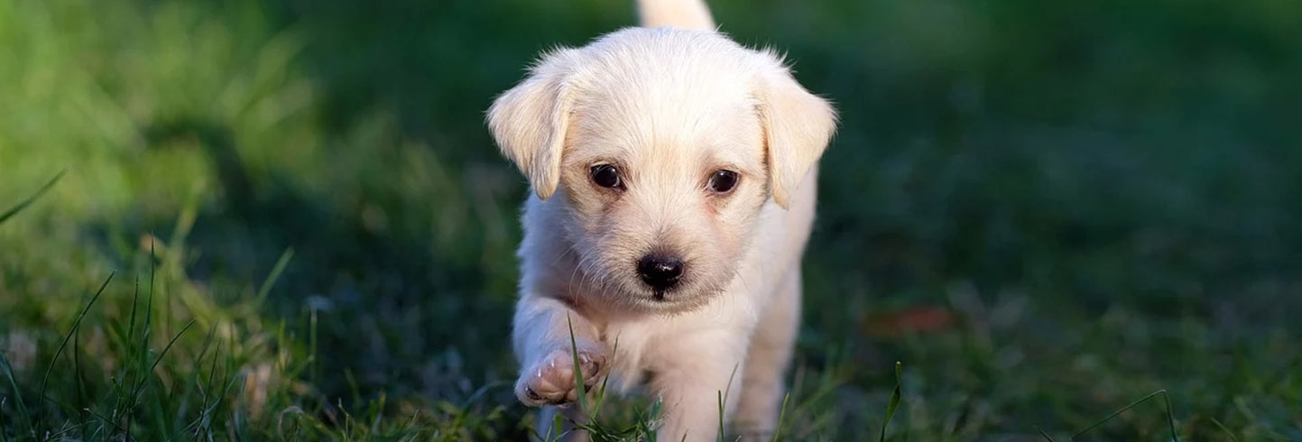 Manchester veterinarians