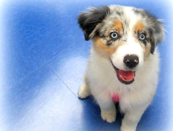 Canine Reproduction Veterinarian